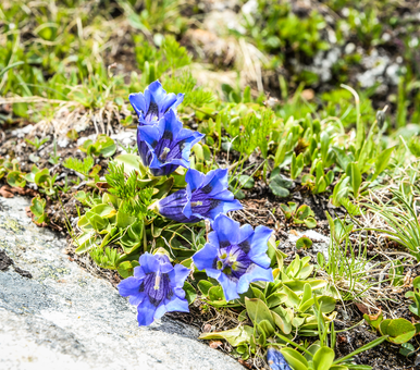 © TVB Tiroler Oberland-Kaunertaler Gletscherkaiser-Sportograf